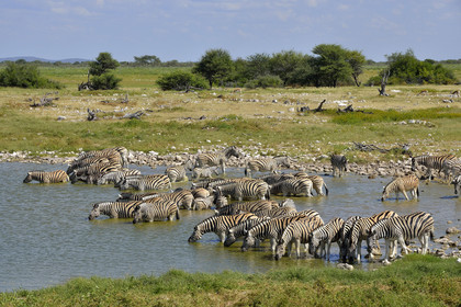Namibie, Etosha