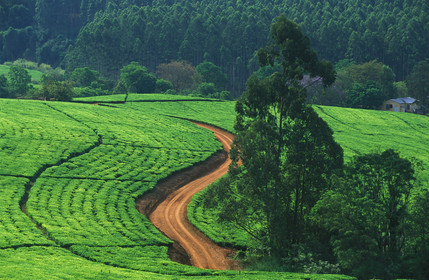 AFRIQUE DU SUD