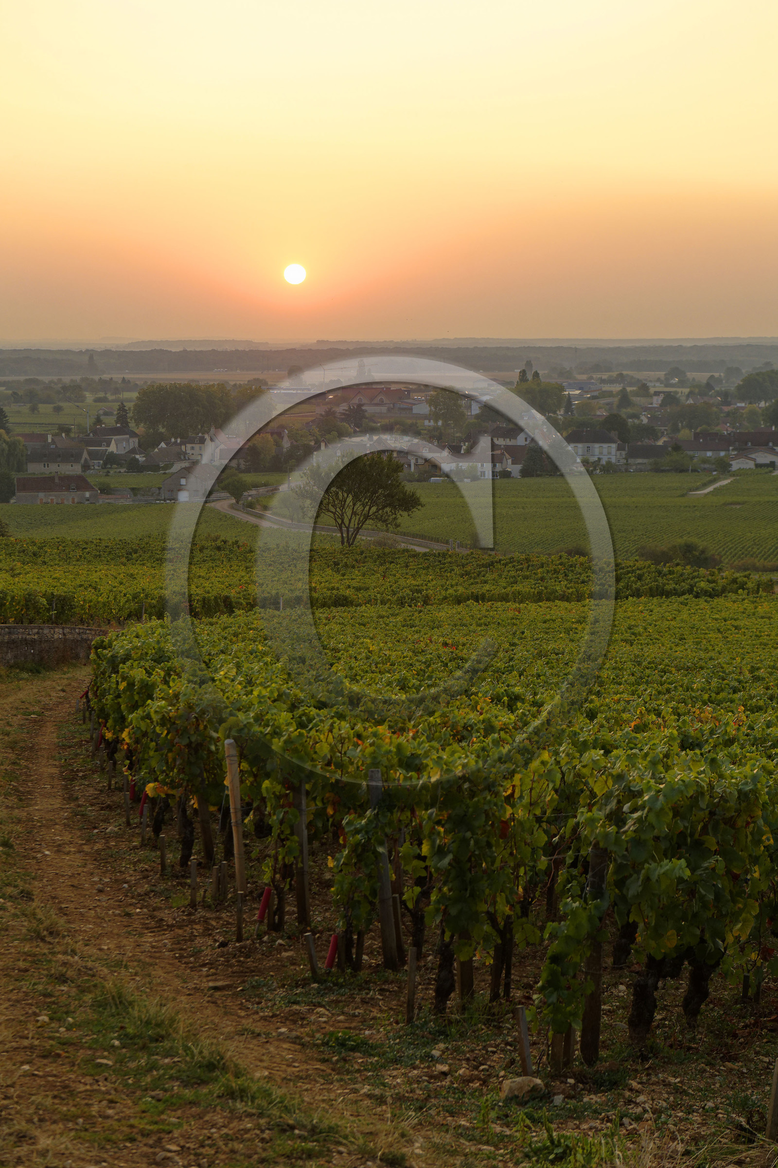 France, Vougeot