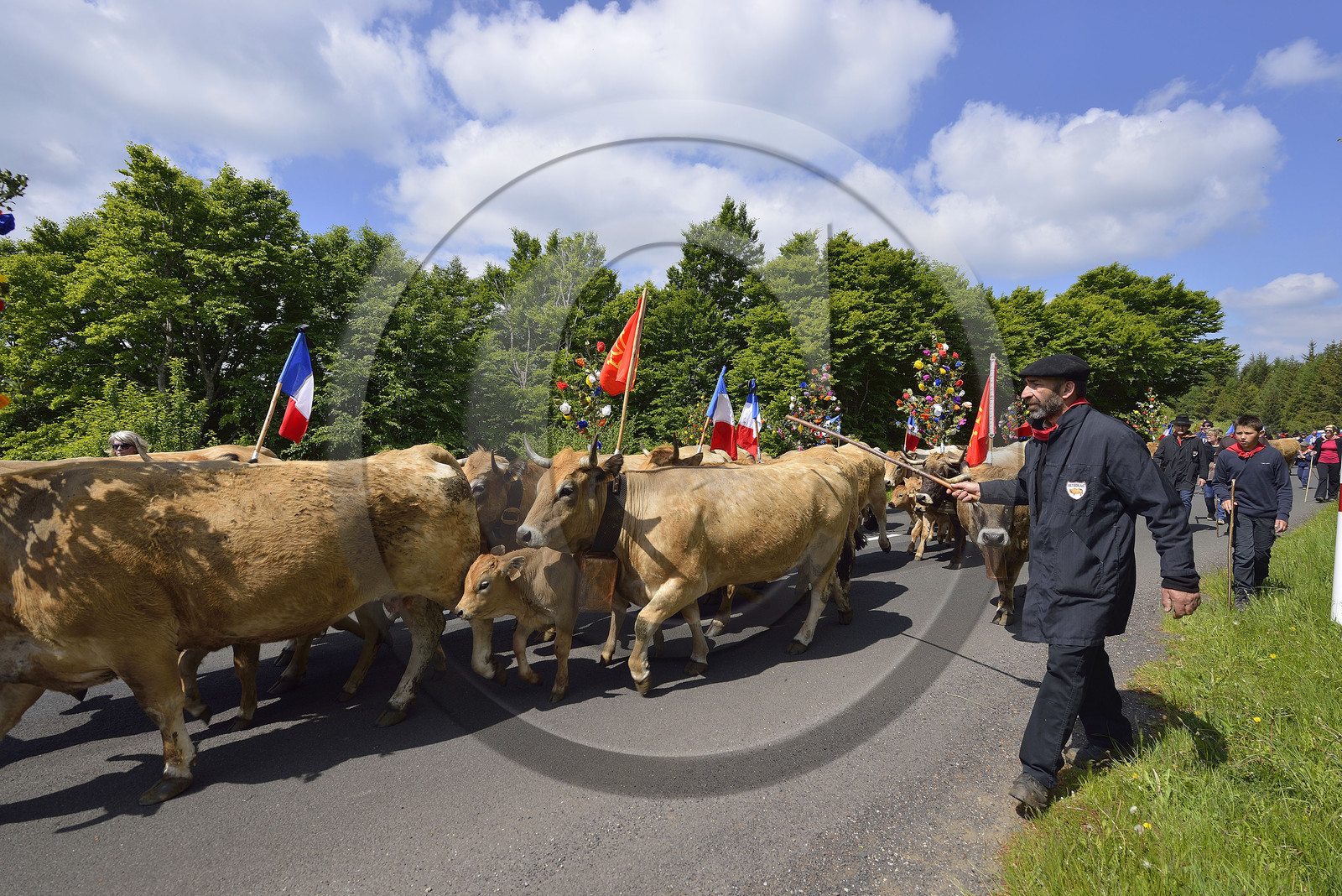 France, Aubrac