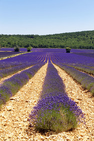 France, Sault
