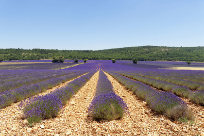France, Sault