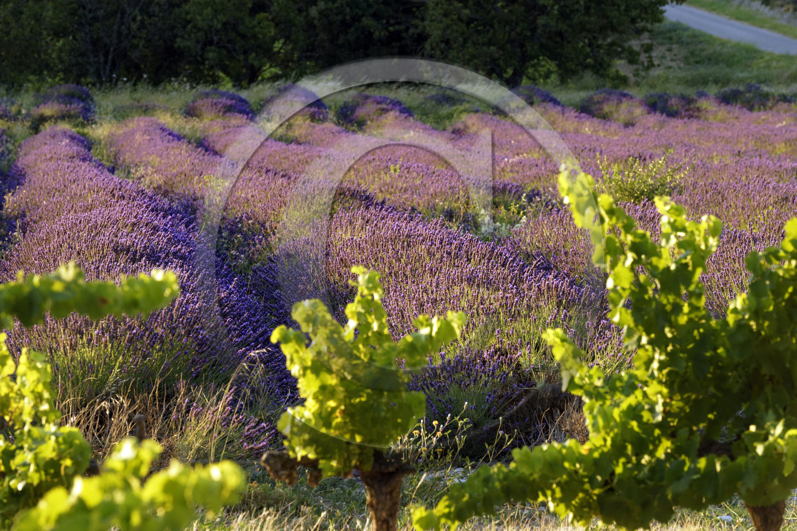France, Grignan