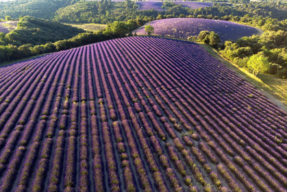 France, Valensole