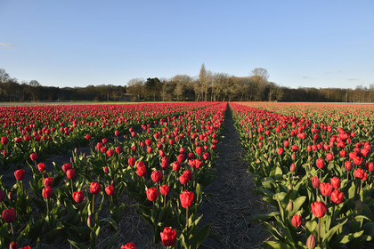 Hollande, Keukenhof