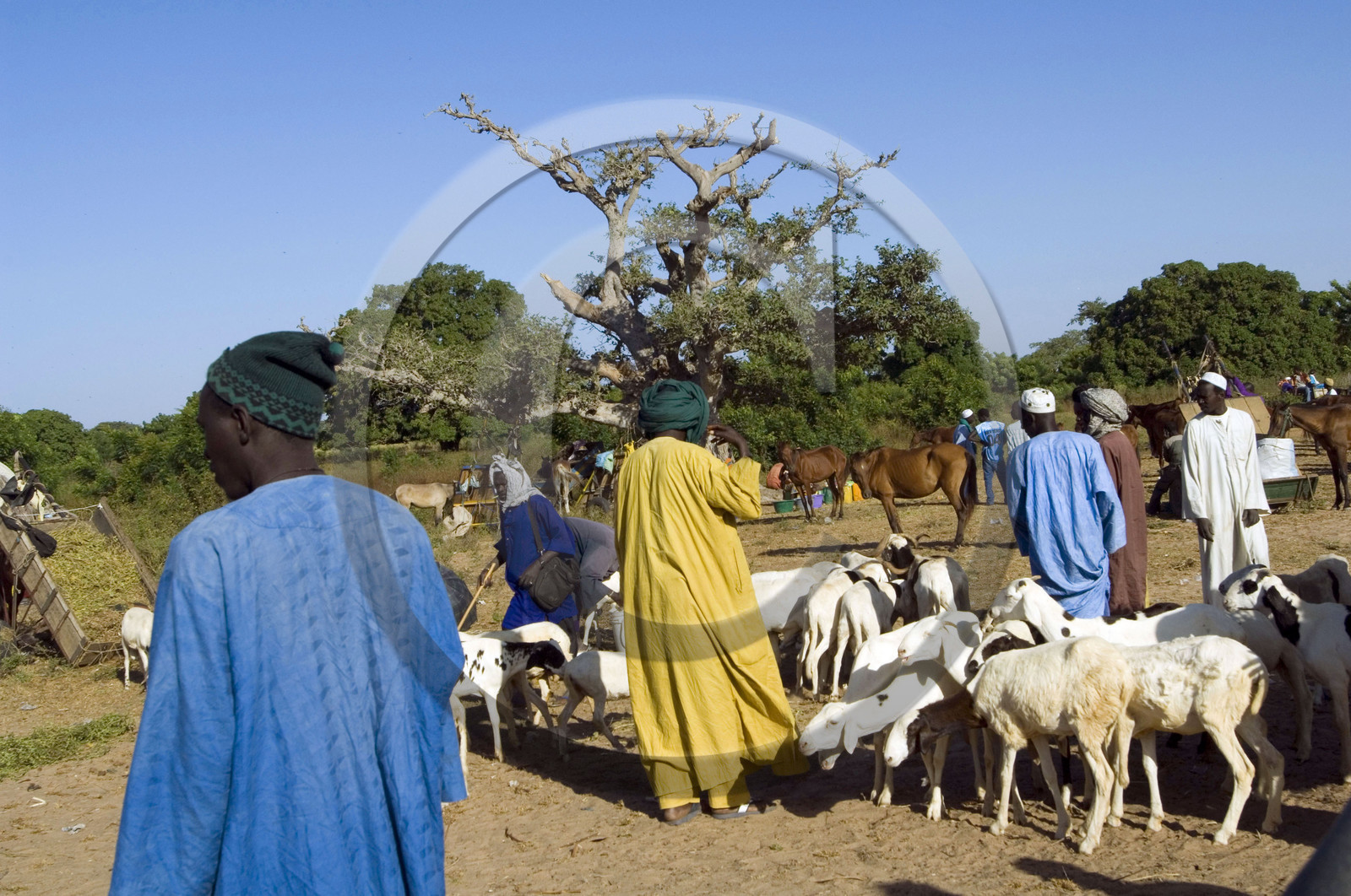 Marché de Gueguenne, Sénégal