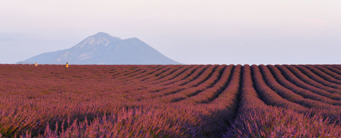 France, Valensole