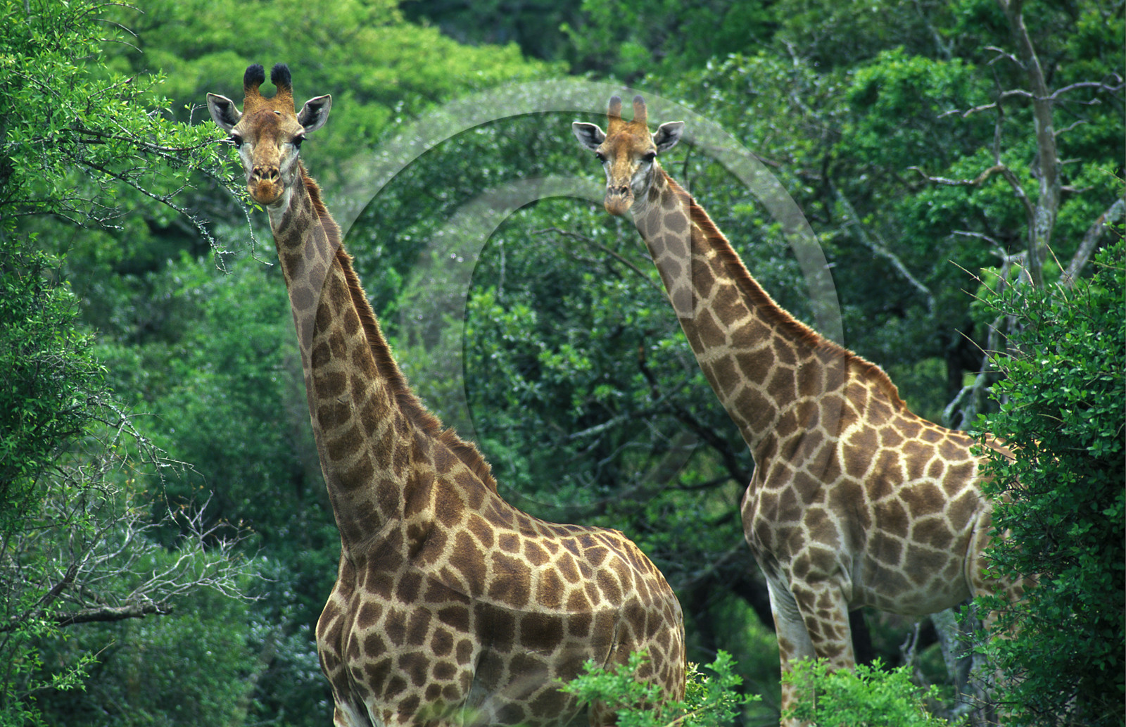AFRIQUE DU SUD
