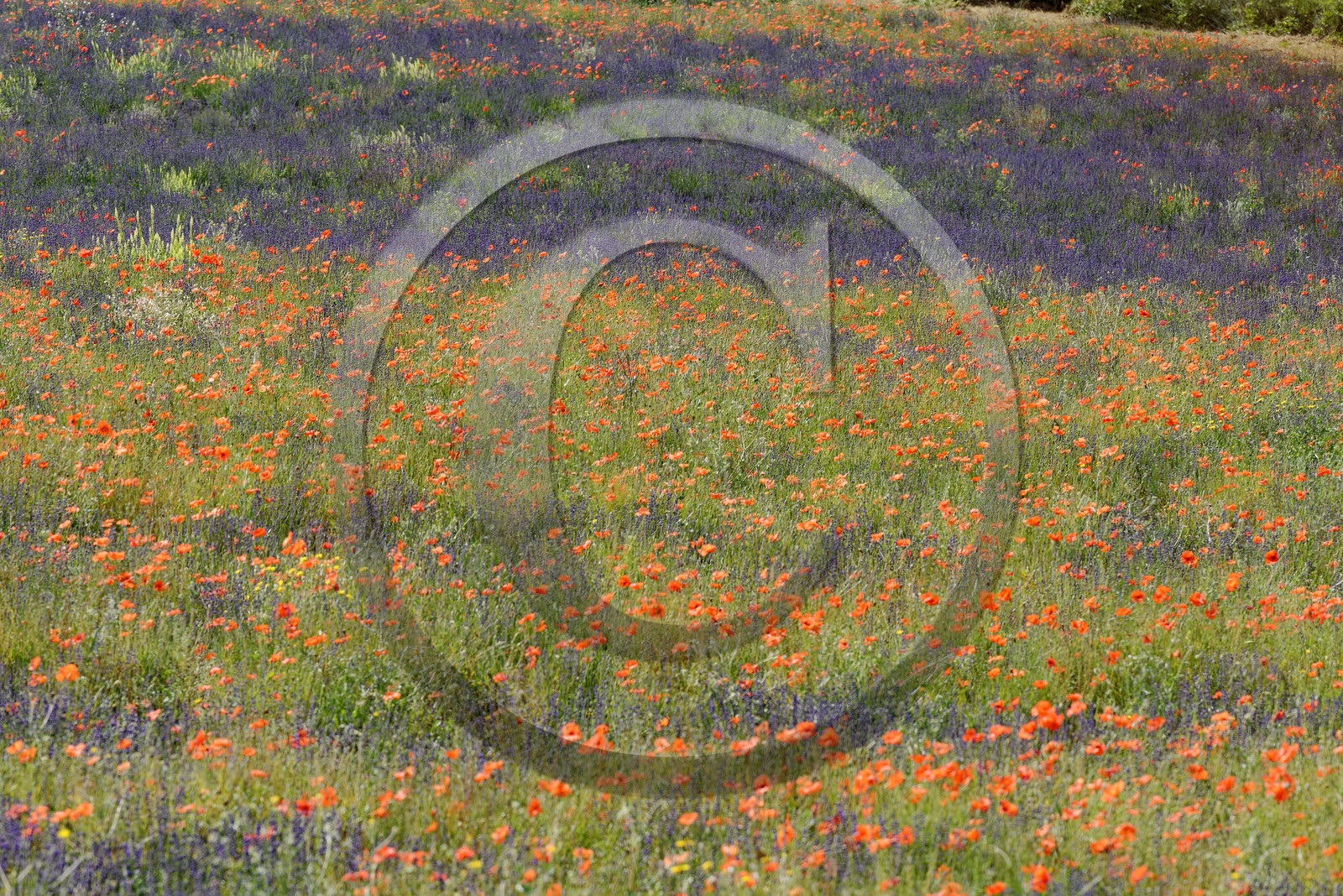 France, Mont Ventoux
