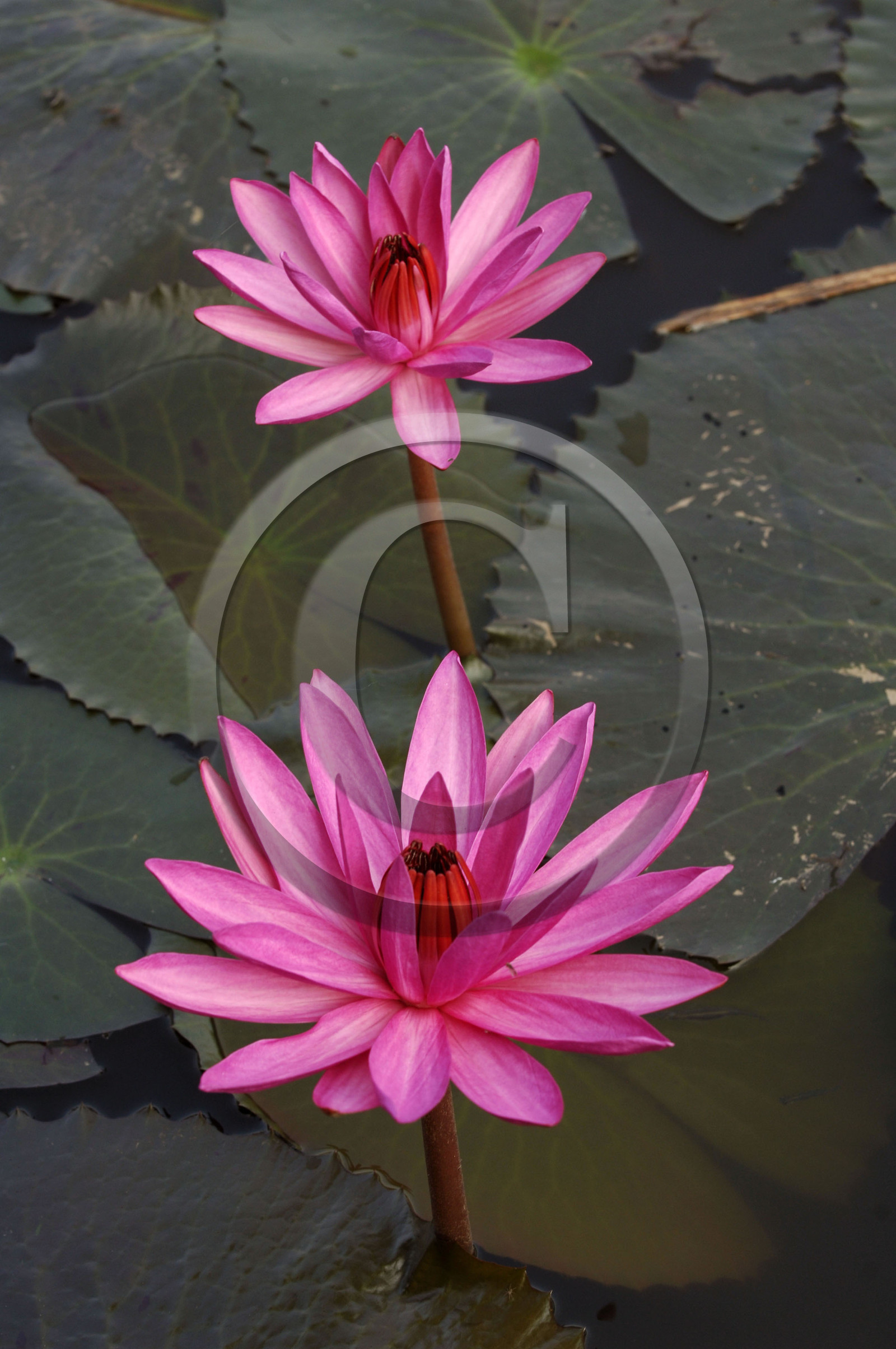 HAUTS PLATEAUX DU CENTRE. VIETNAM