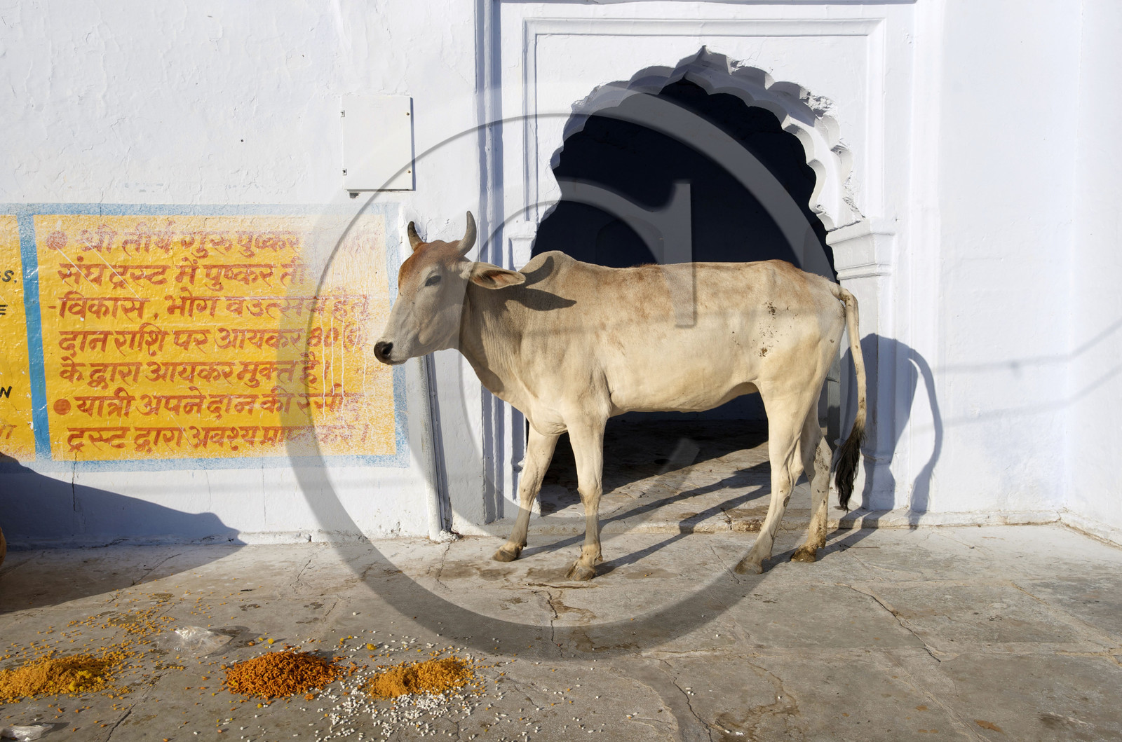 Inde, Pushkar