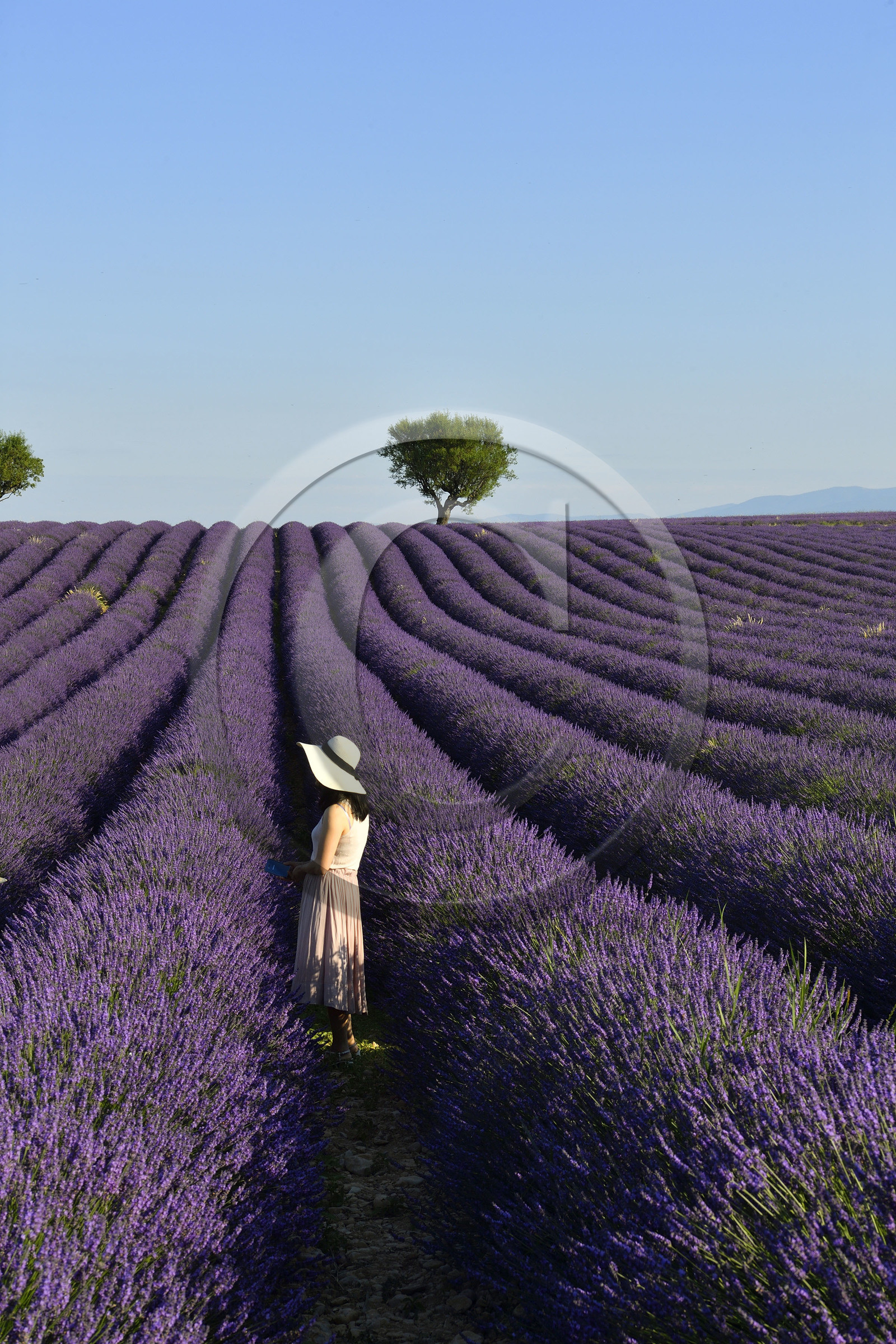 France, Valensole