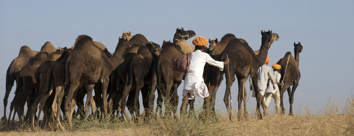 Inde, Pushkar