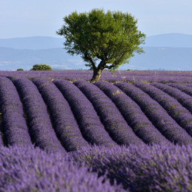 France, Valensole