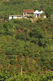 HAUTS PLATEAUX DU CENTRE. VIETNAM