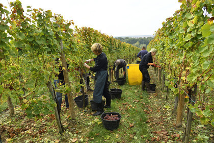 France, Dambach la Ville