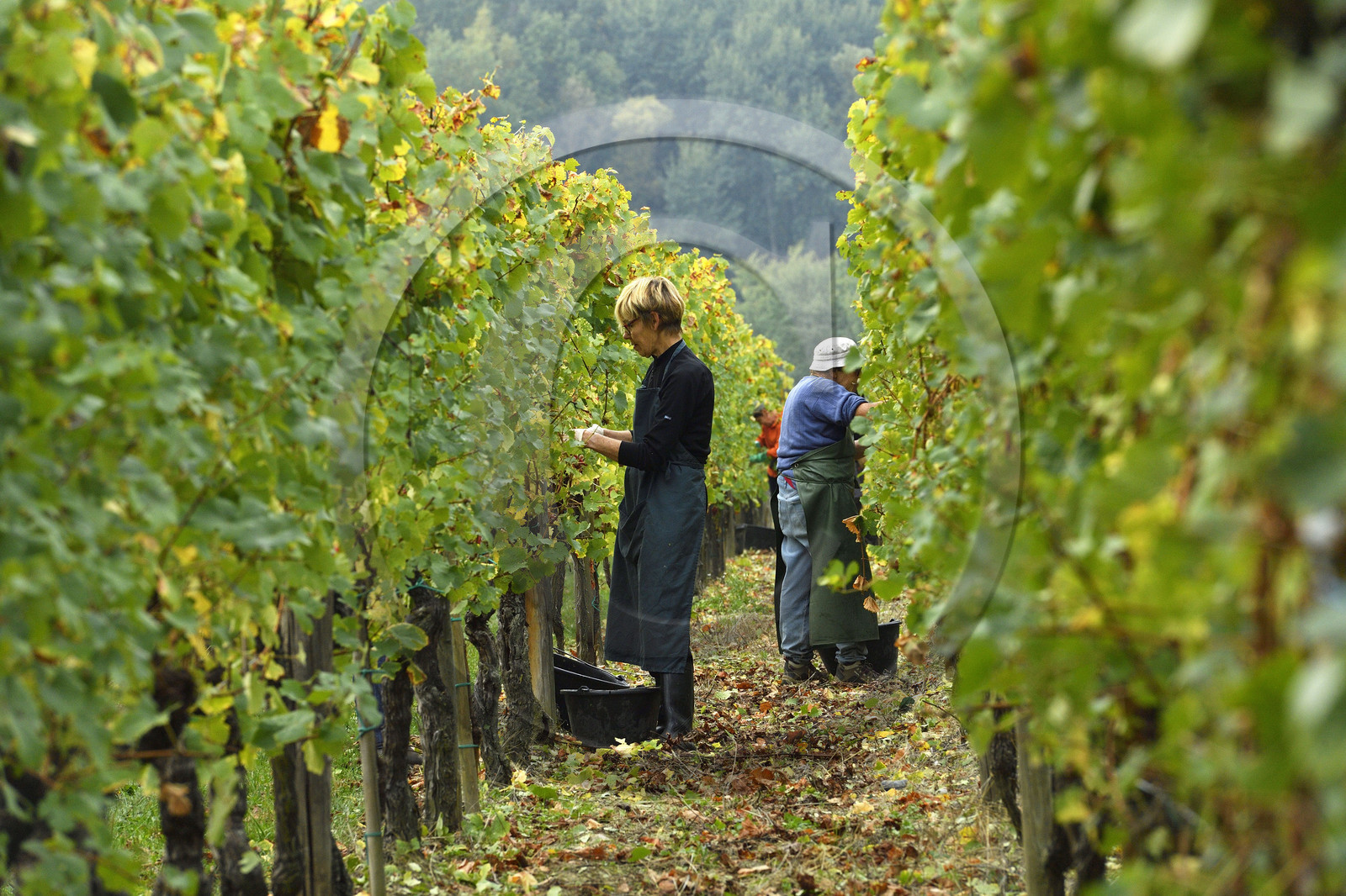 France, Dambach la Ville