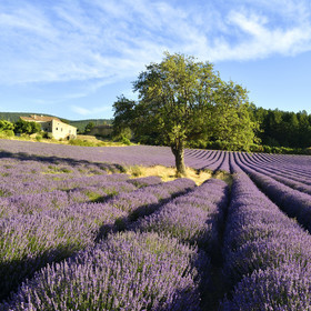 France, Sault