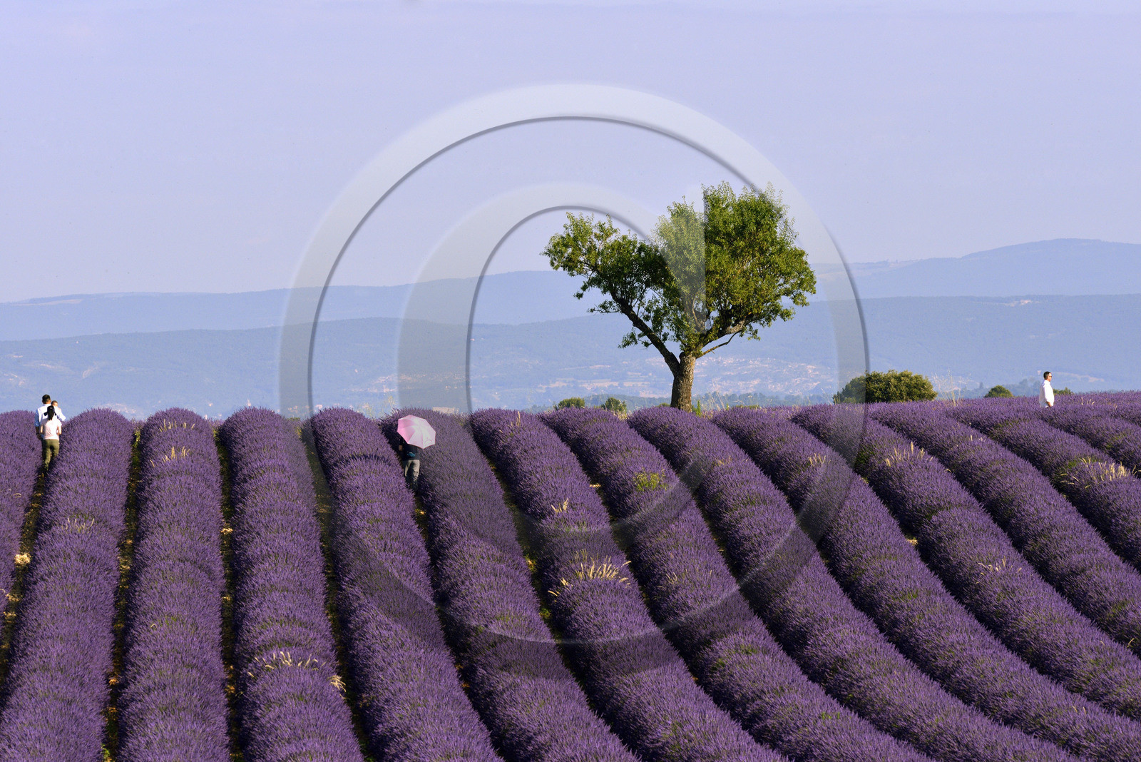 France, Valensole