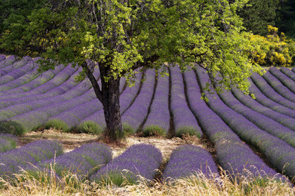 France, Mont Ventoux