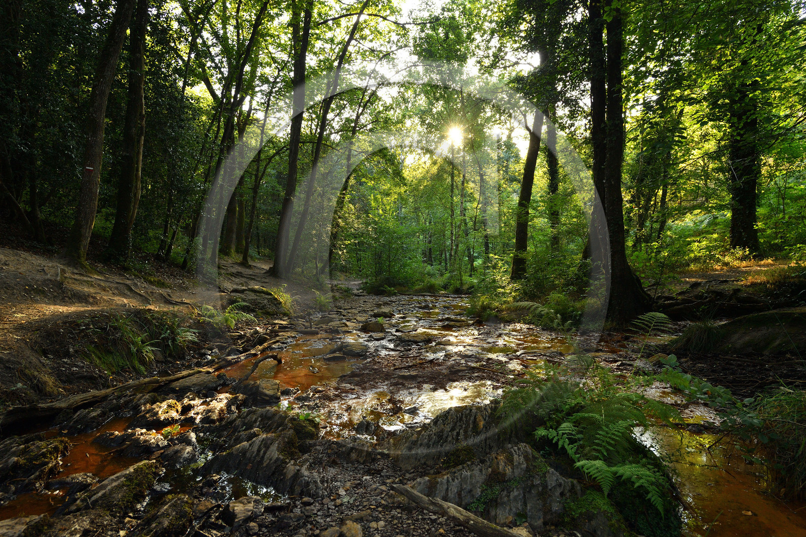 France, Brocéliande