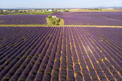 France, Valensole