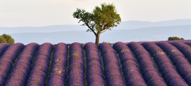 France, Valensole