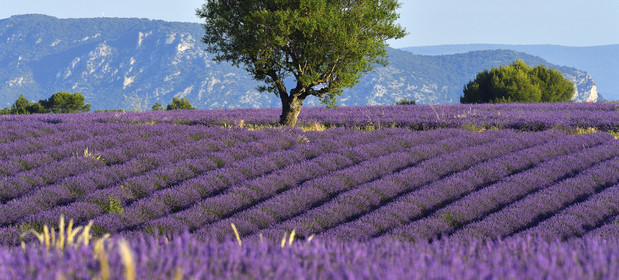 France, Valensole