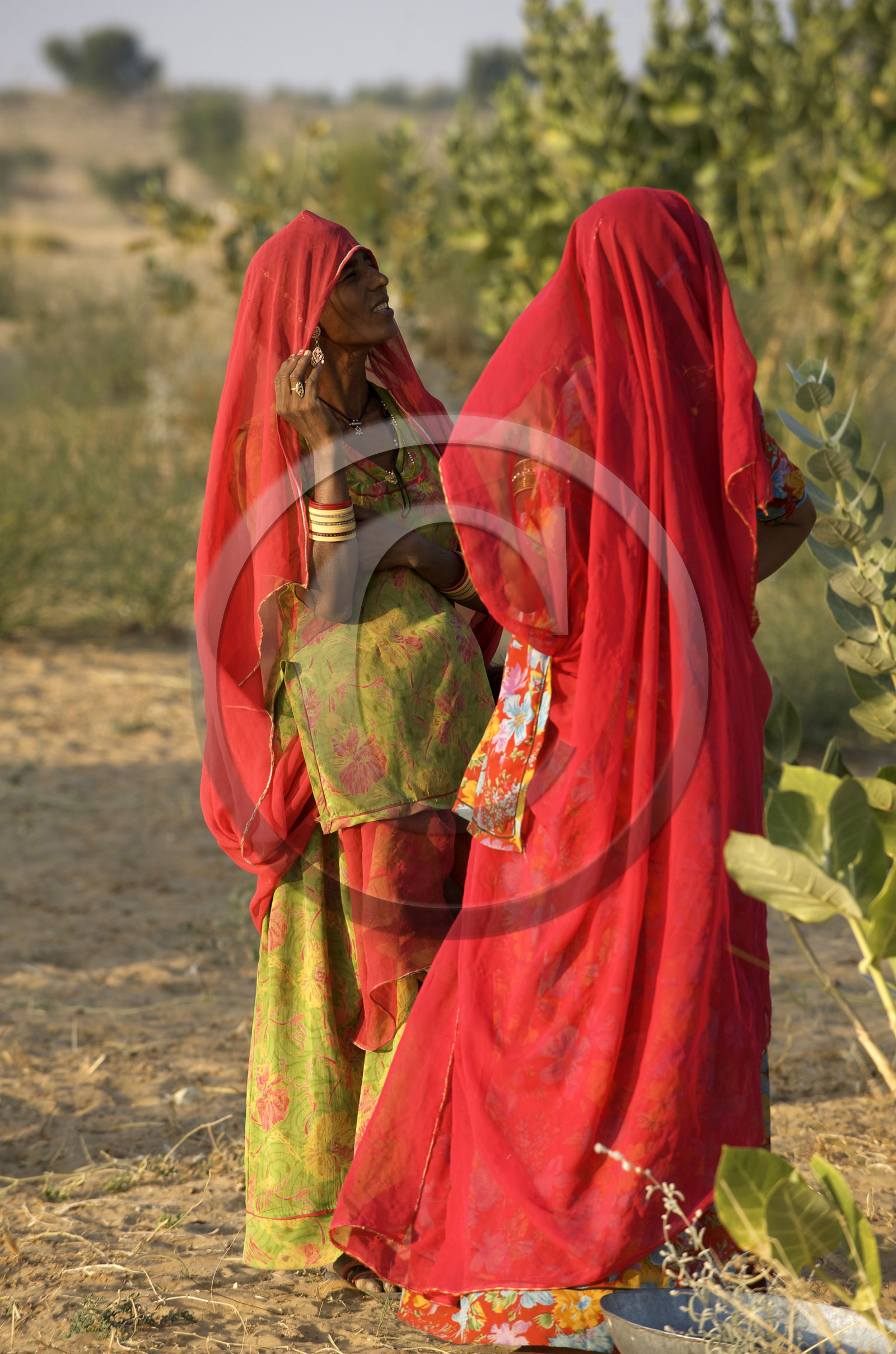 Inde, Rajasthan