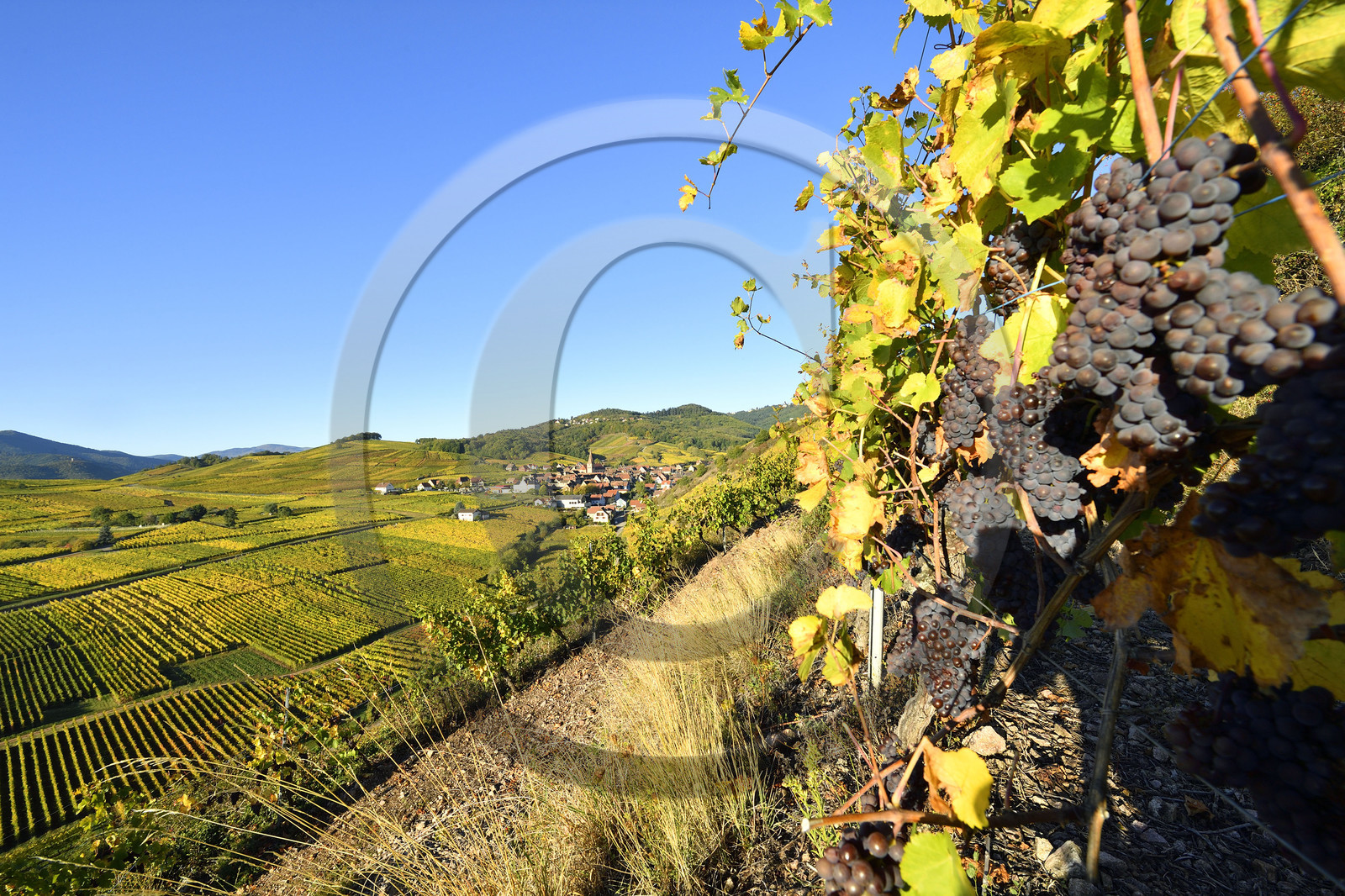 France, Niedermorschwihr