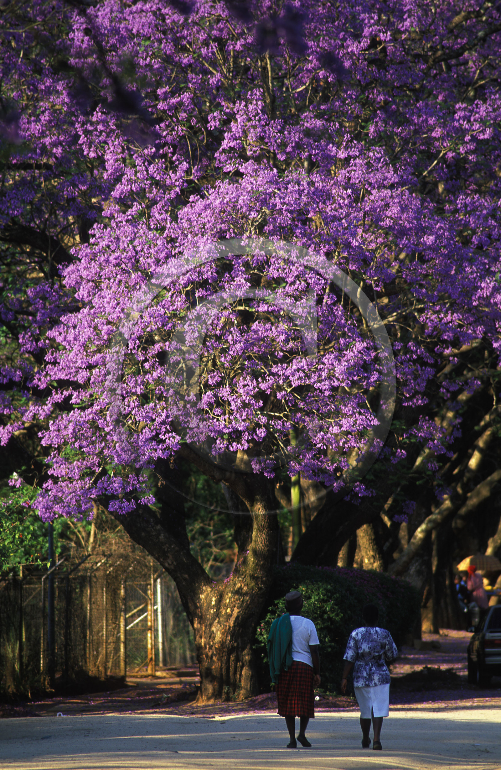 AFRIQUE DU SUD