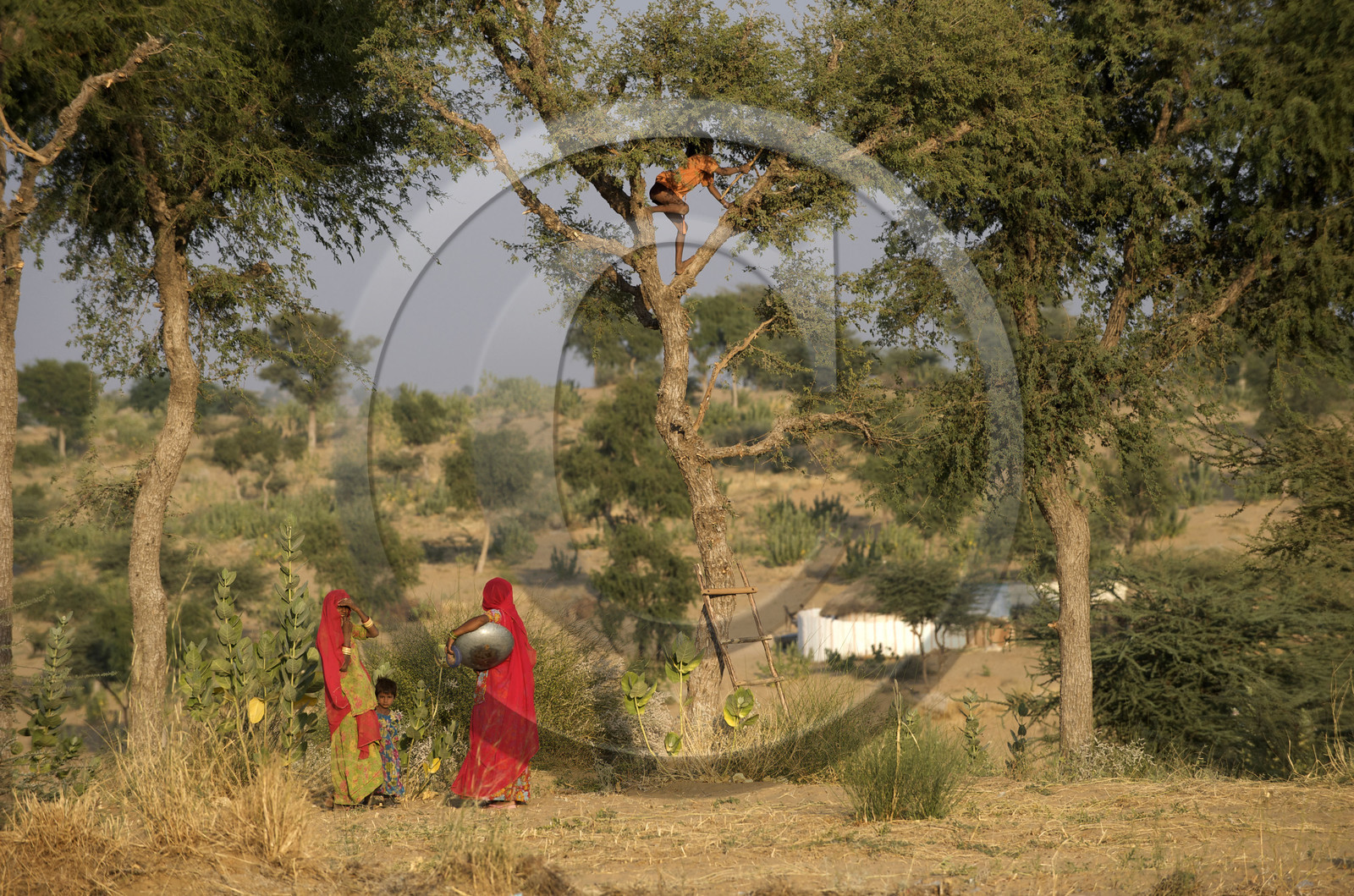 Inde, Rajasthan