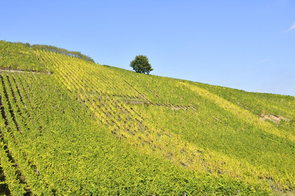 France, Dambach la Ville