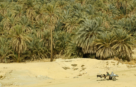 Egypte, Siwa