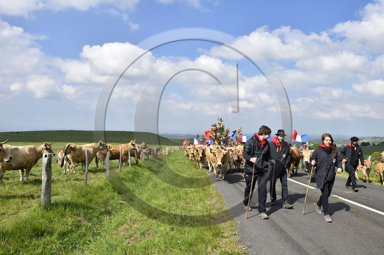 France, Aubrac