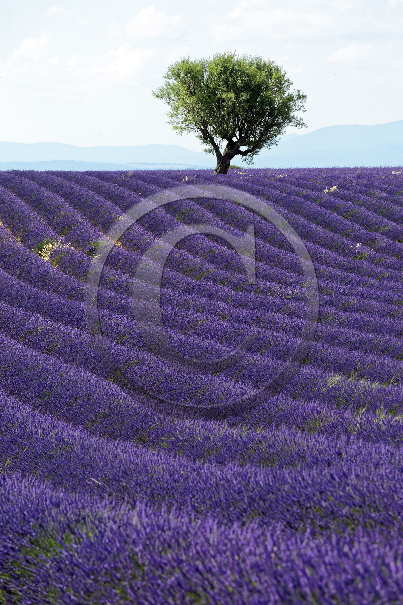 France, Valensole