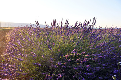 France, Valensole