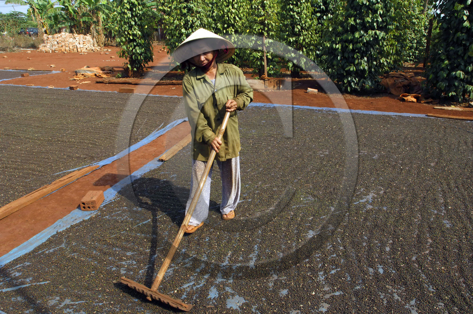 HAUTS PLATEAUX DU CENTRE, VIETNAM