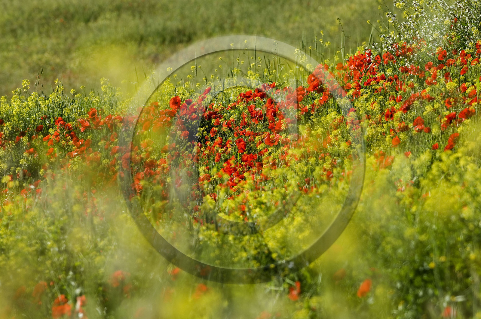 Poppies