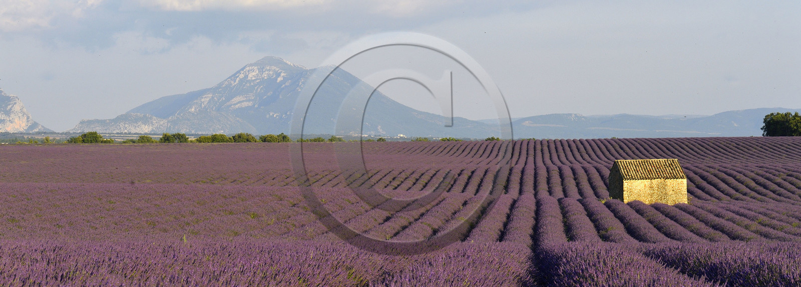 France, Valensole