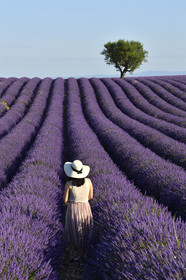 France, Valensole
