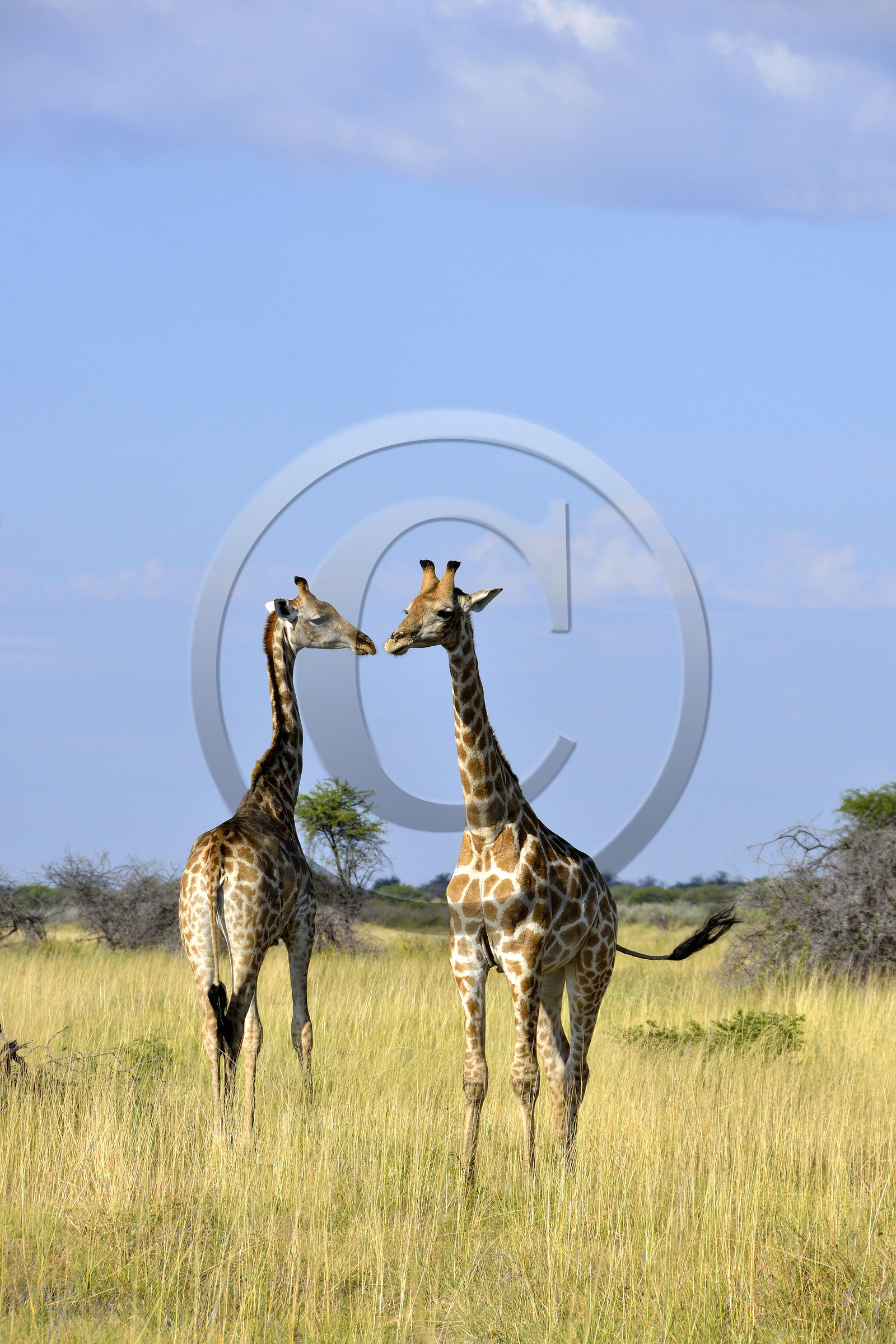 Namibie, Etosha