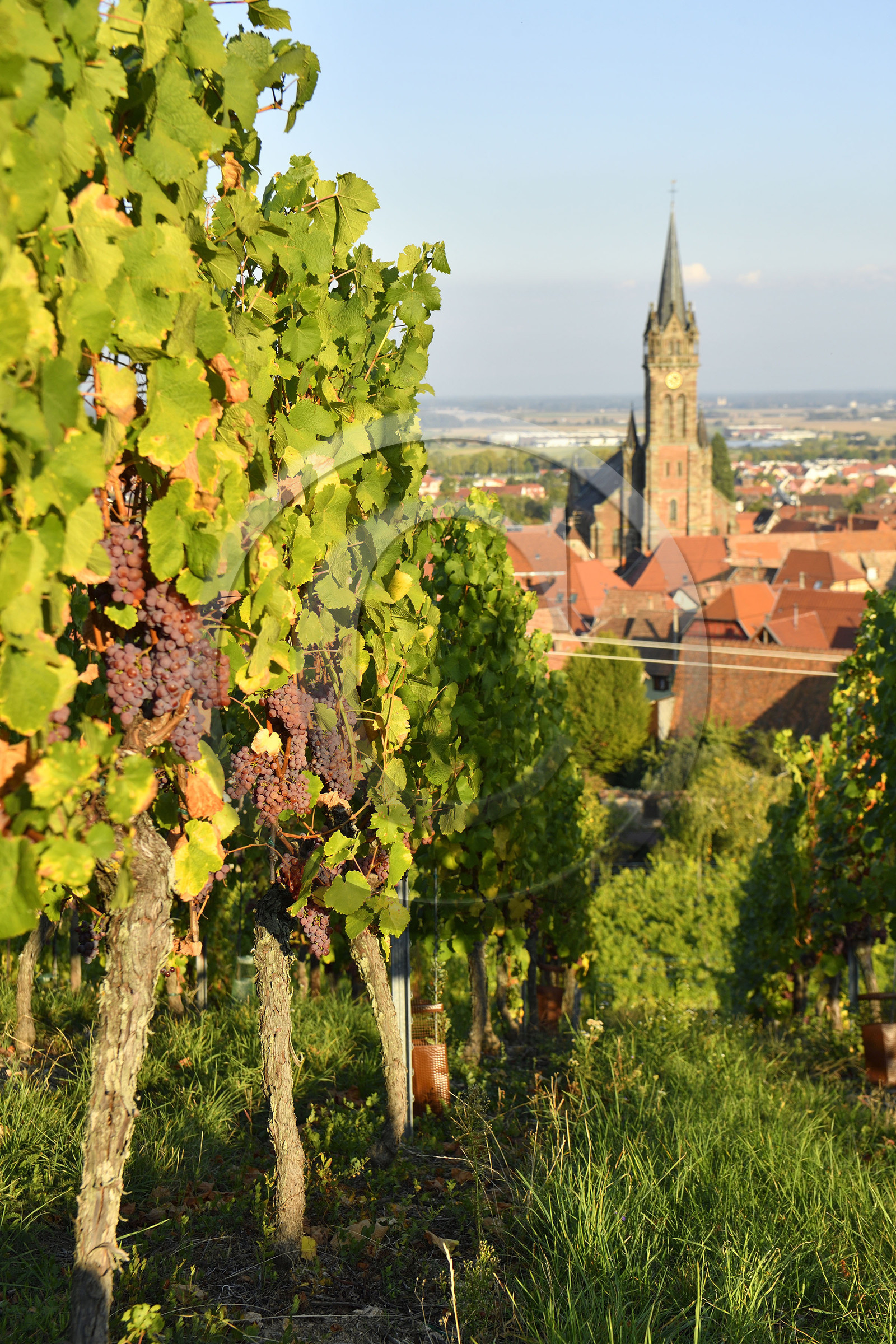 France, Dambach la Ville