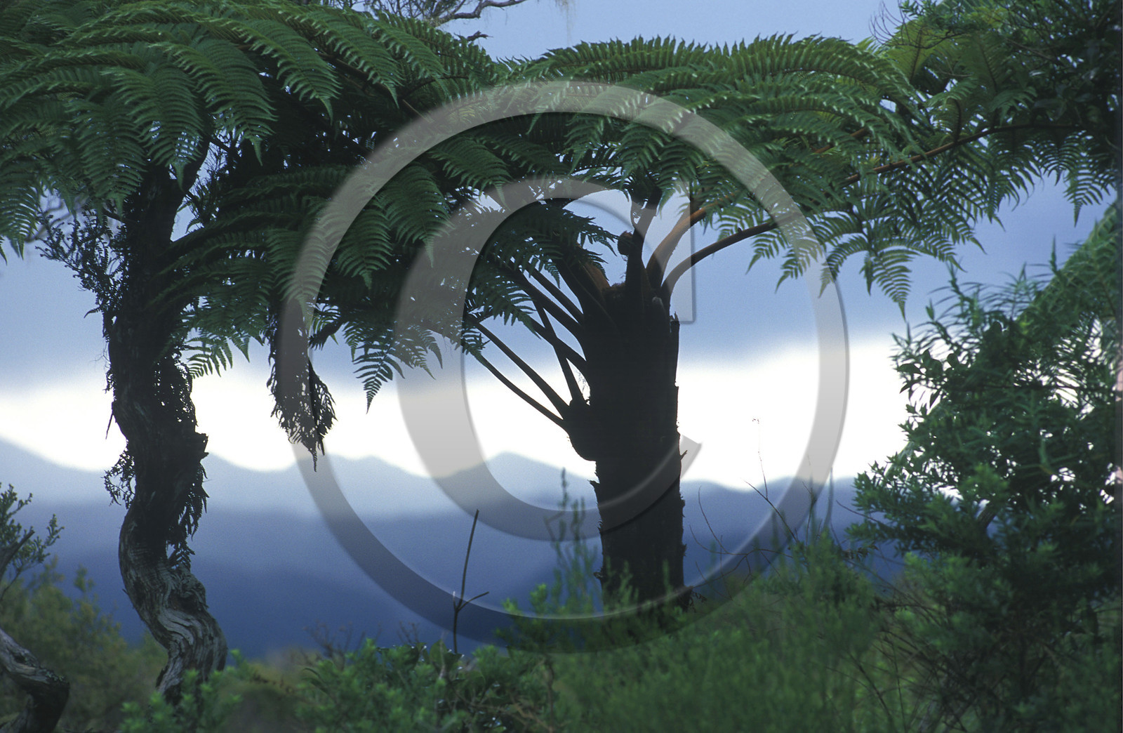 Ile de la Réunion.France