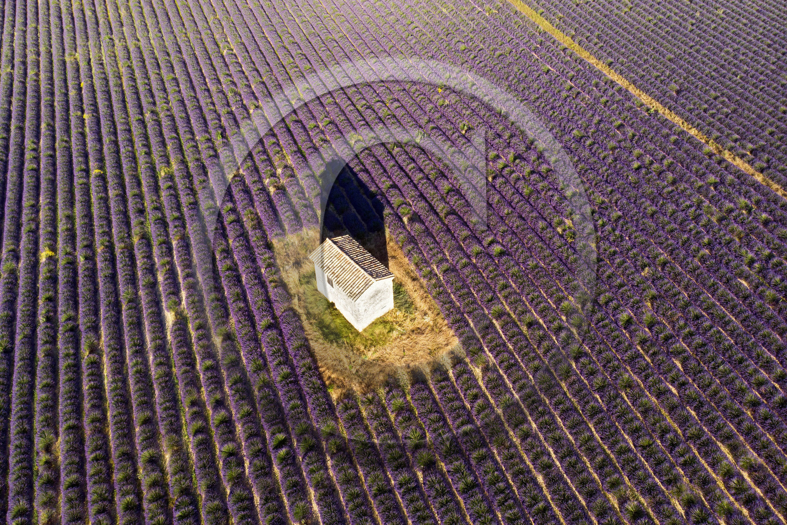 France, Valensole