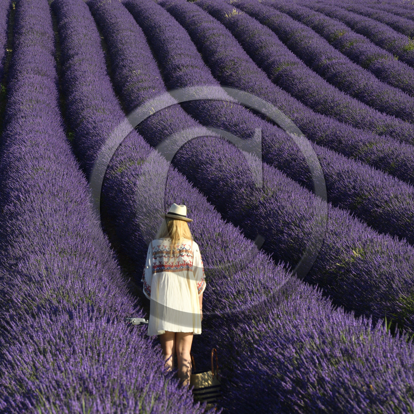 France, Valensole
