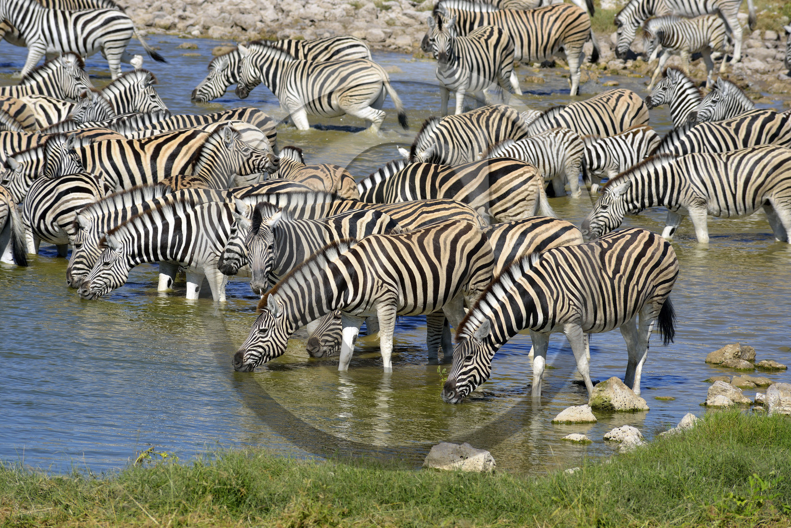 Namibie, Etosha