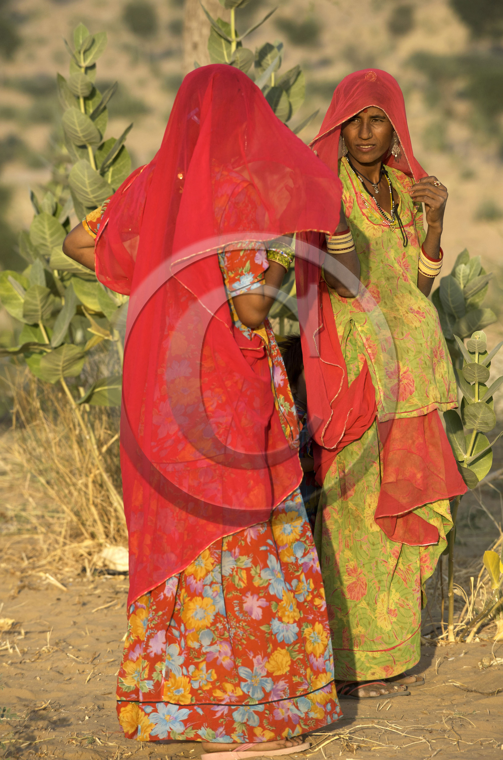 Inde, Rajasthan