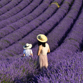France, Valensole