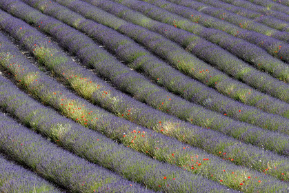 France, Mont Ventoux